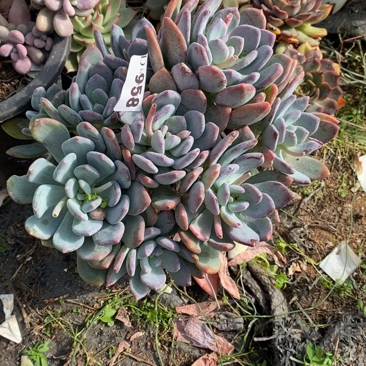 幸***猪958灰姑娘多肉植物多肉