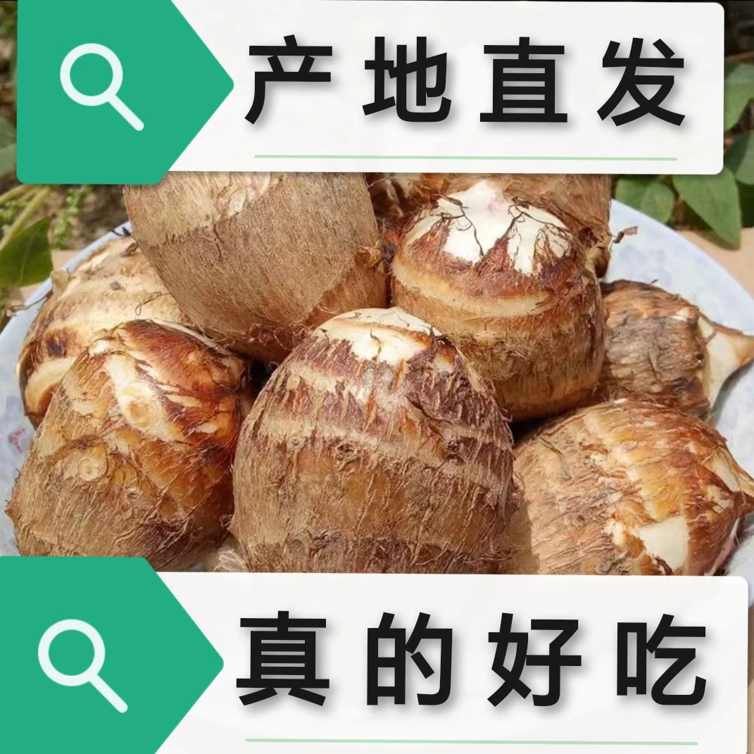 新鲜牛奶小芋头软糯香甜自家种植的产地直发的应季蔬菜