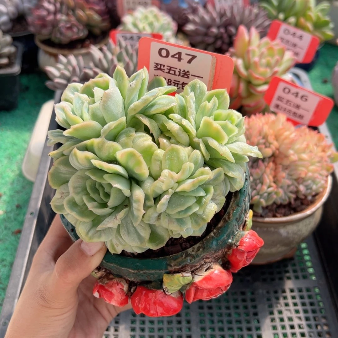 表妹精品多肉植物047.