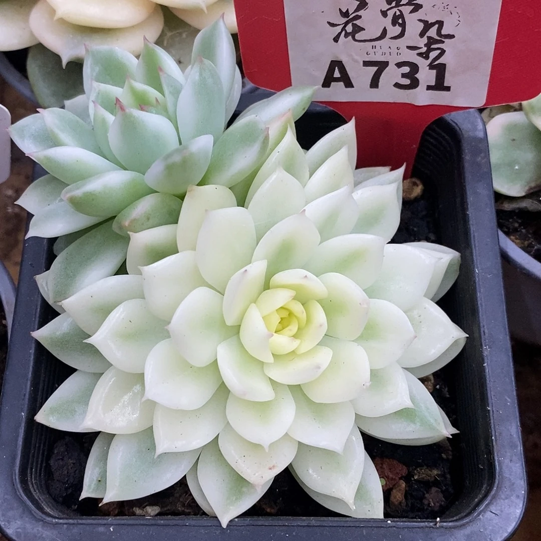 731哈哈哈哈哈哈哈哈