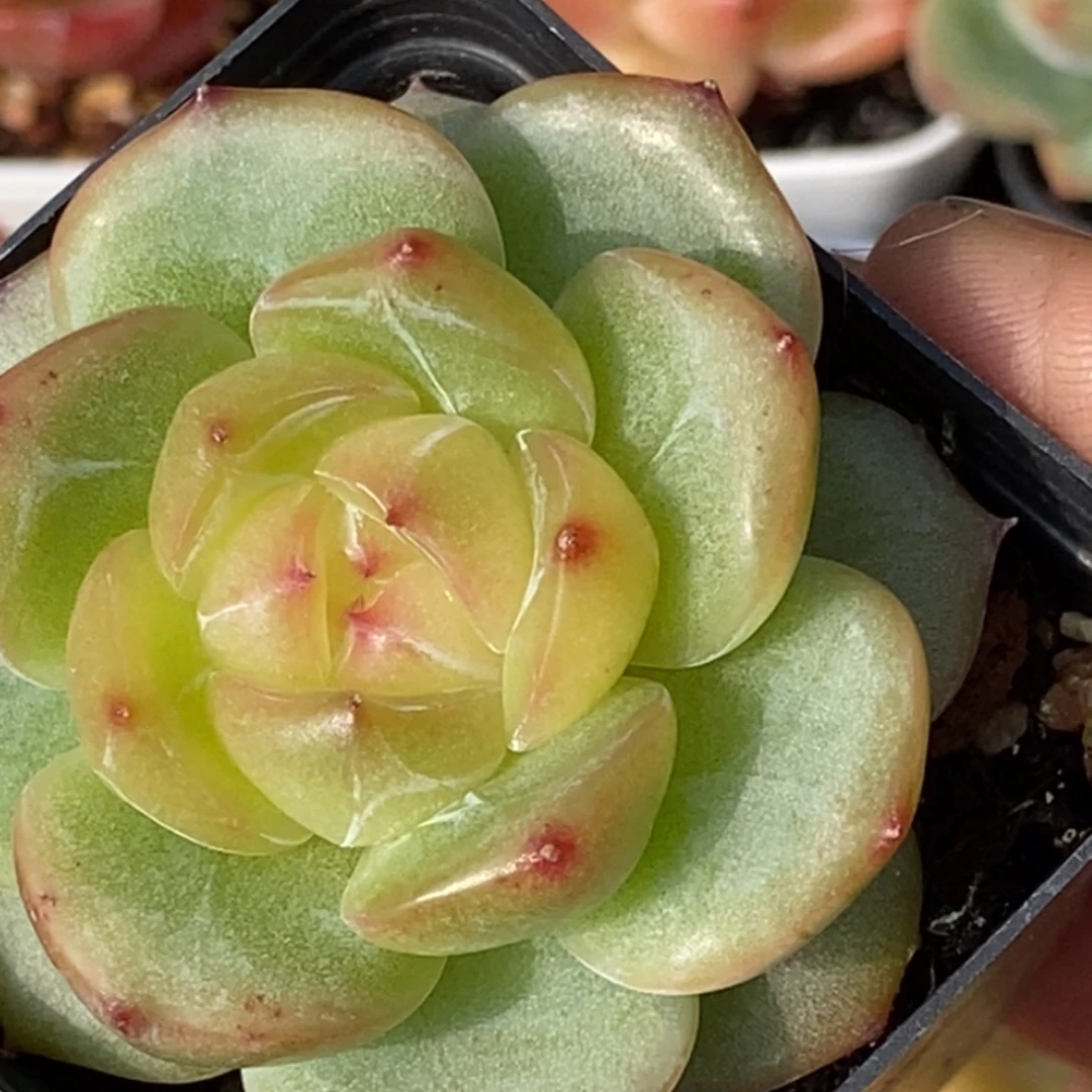 天官赐福百无禁忌