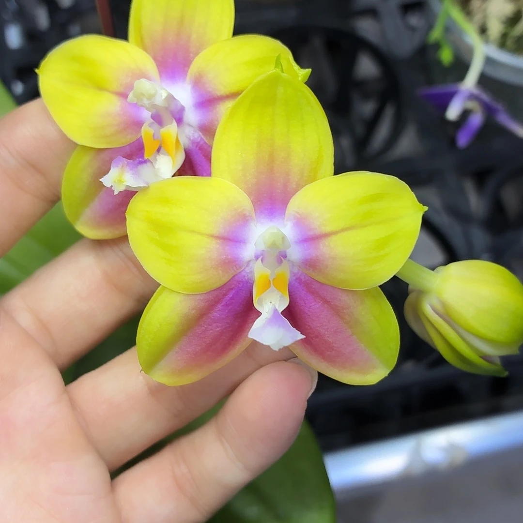 当前无花朵，栽培后可花朵A1625春雨彩虹