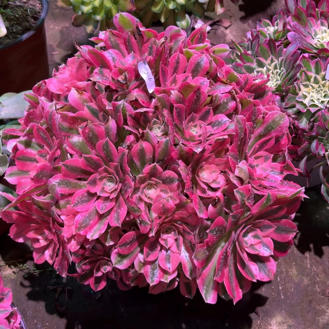 多肉植物女巫905