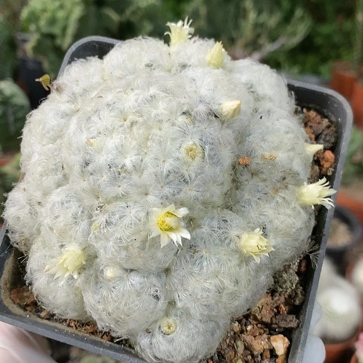 花花草草花花草草