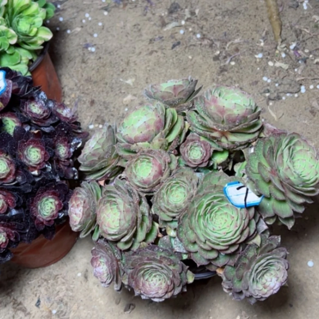 【闪购商品】快**光多肉植物万圣节7