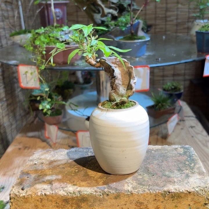 无花朵墨**白一物一拍所见即所得60