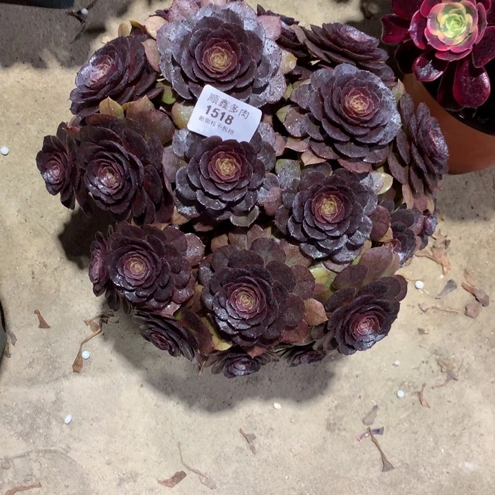 1518万圣节变异多肉植物