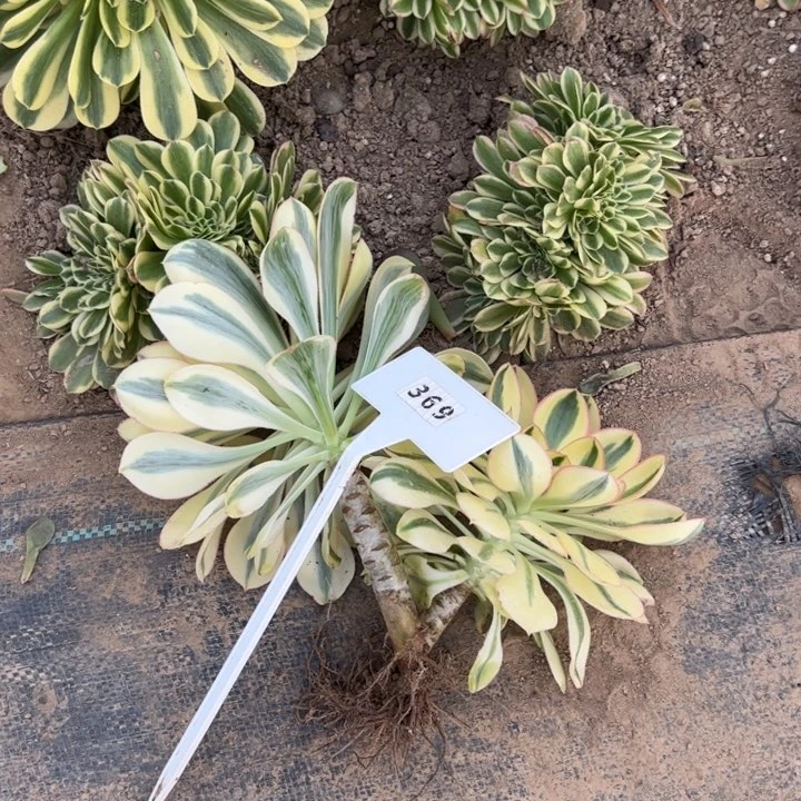 小*?369燕姿多肉植物