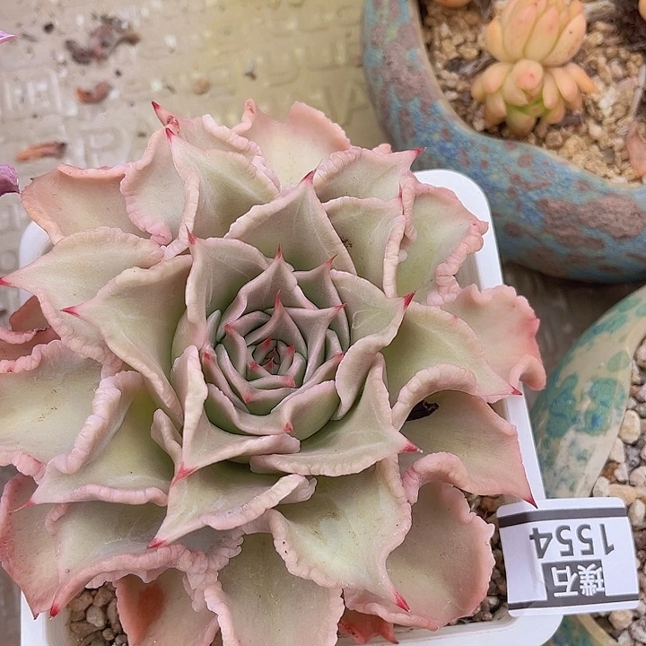 饺子皮1554多肉植物