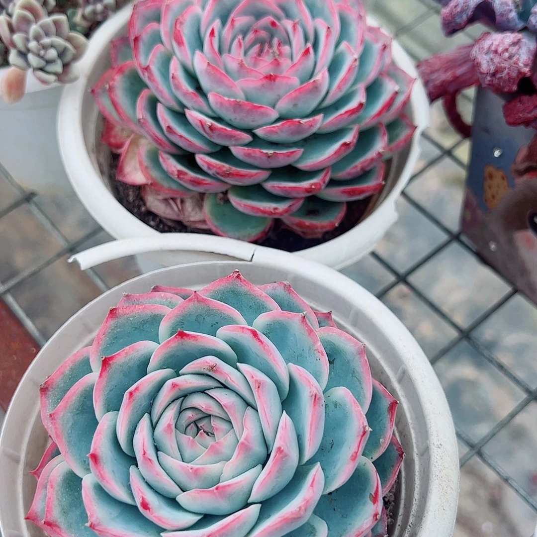 侧影大单头精品特价