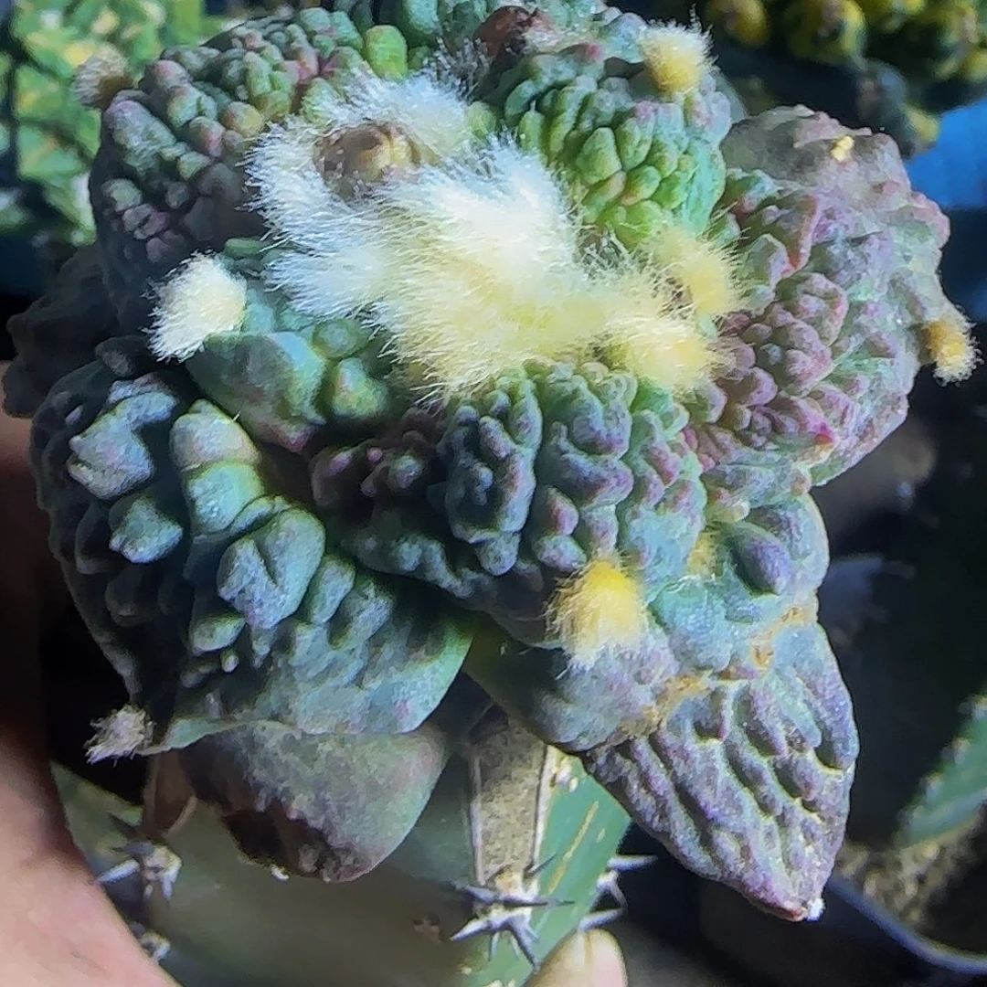 血怒954仙人球开花