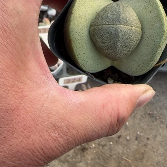 媛***~266元宝多肉植物多