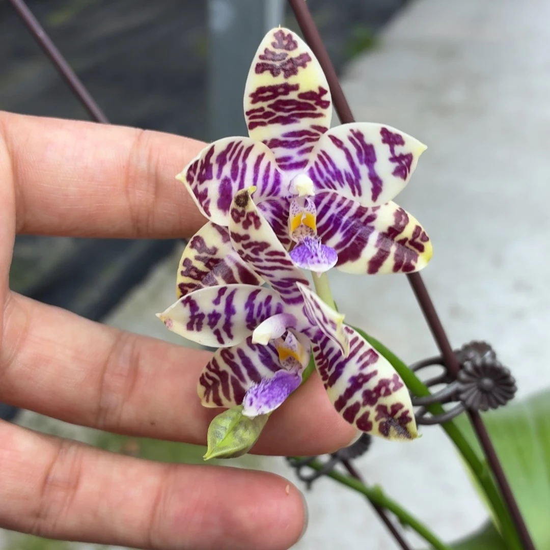 当前无花朵，栽培后可花朵A5360. 3587
