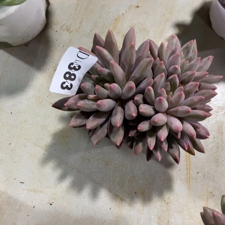 闫***383虞美人多肉植物