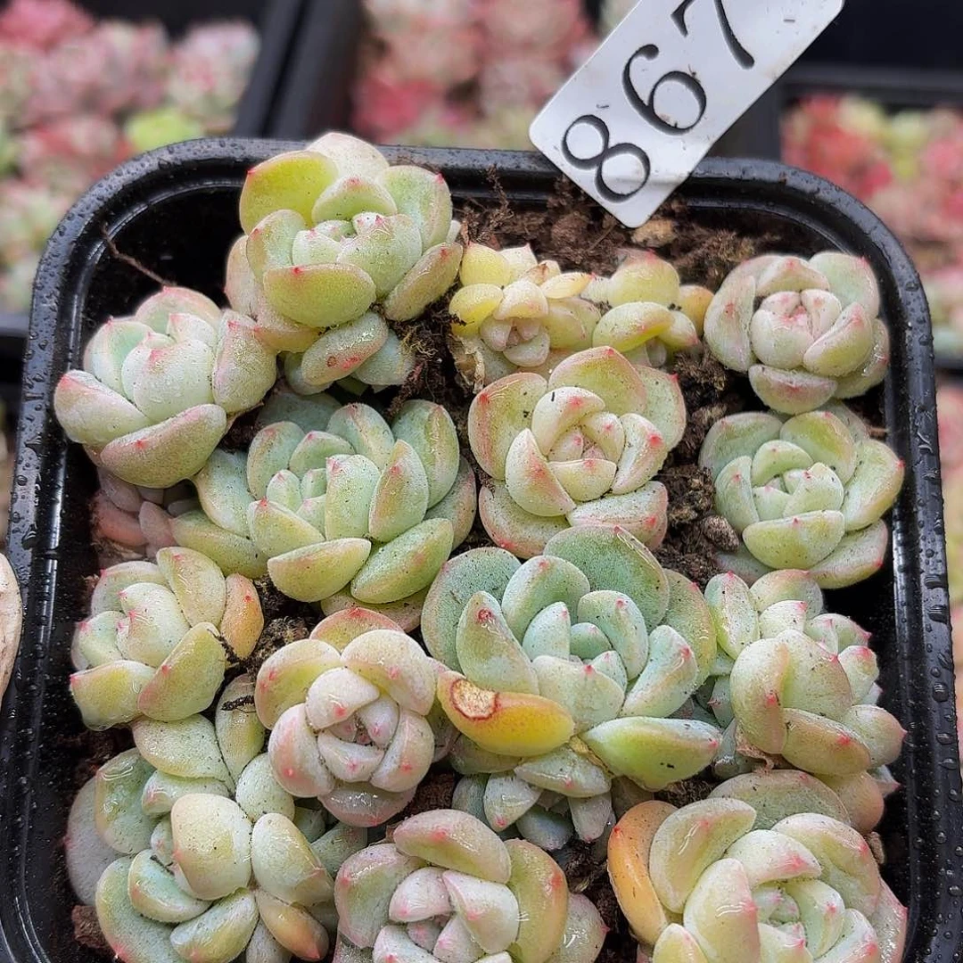 多肉植物多肉植物867