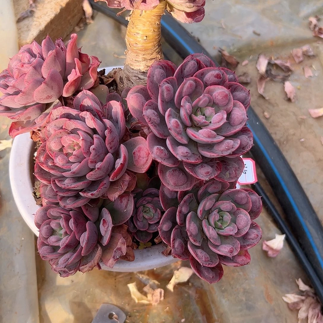 乐**蜀雨滴老庄多肉2310