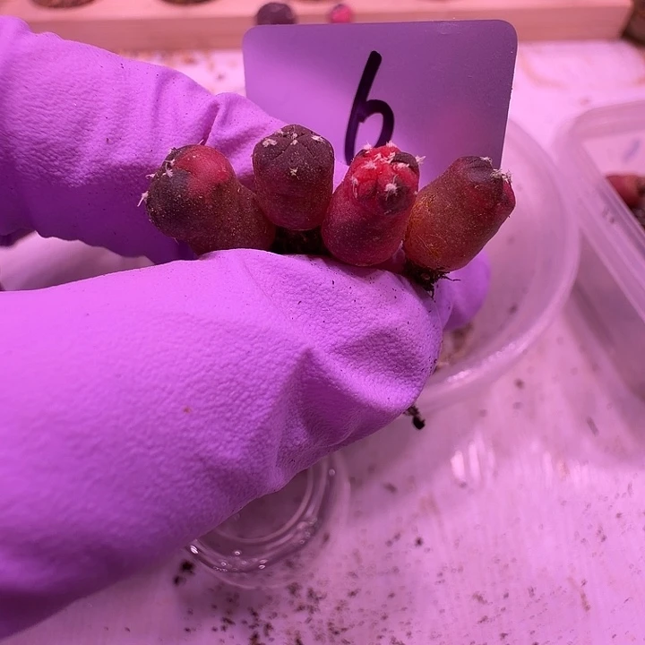 6号，星兜锦4颗一组