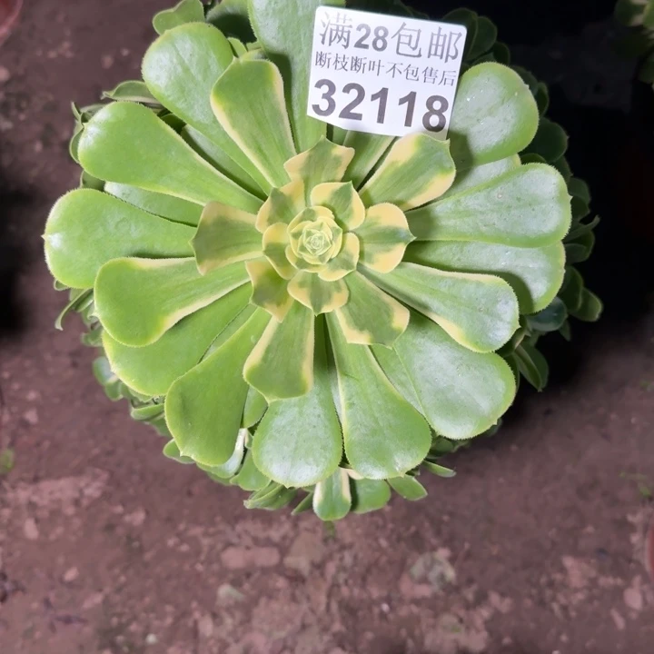 32118辛尼亚多肉植物