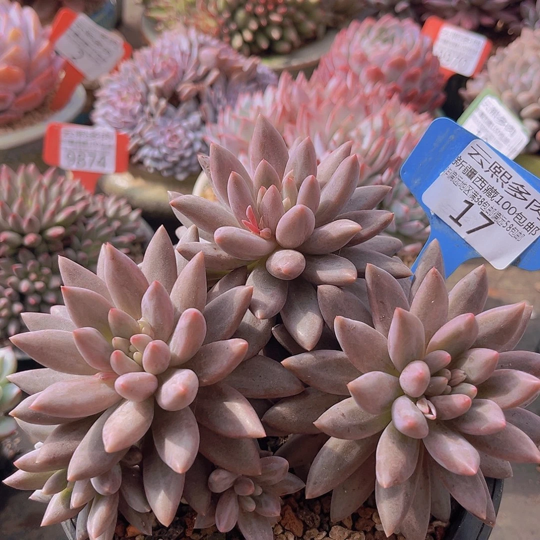 17红蜻蜓多肉植物