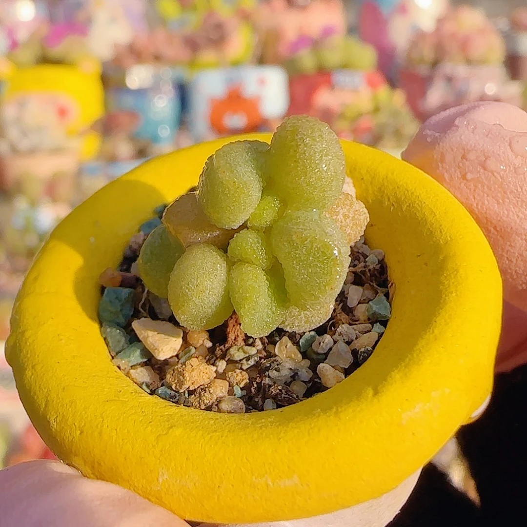L 小银之卵 盆口2.5cm