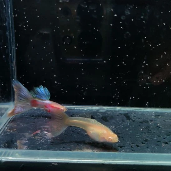 孔雀鱼微瑕法兰星一对