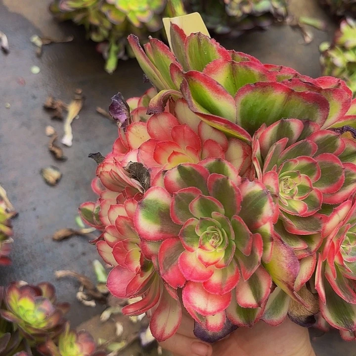 多肉植物海神1109