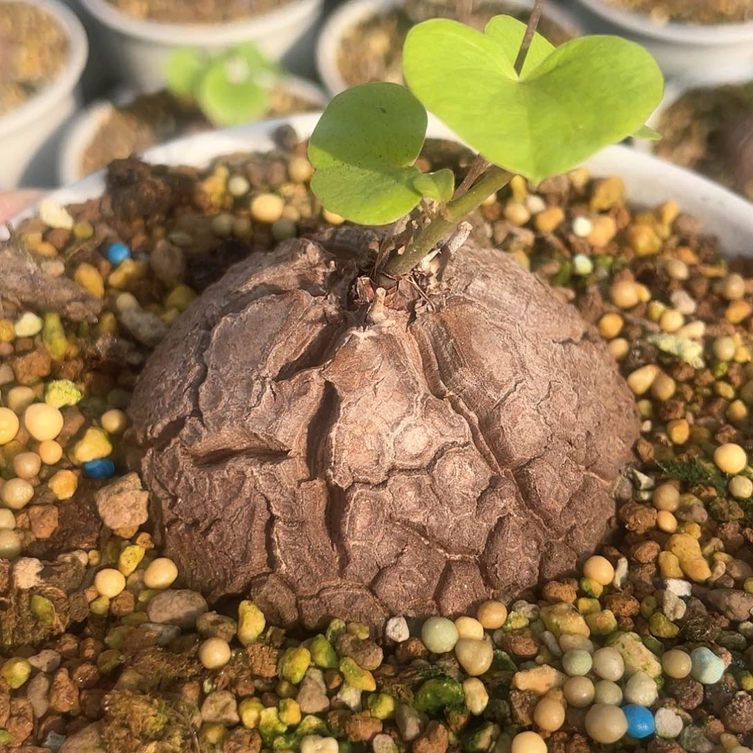 龟甲龙一物一拍640号6.4cm