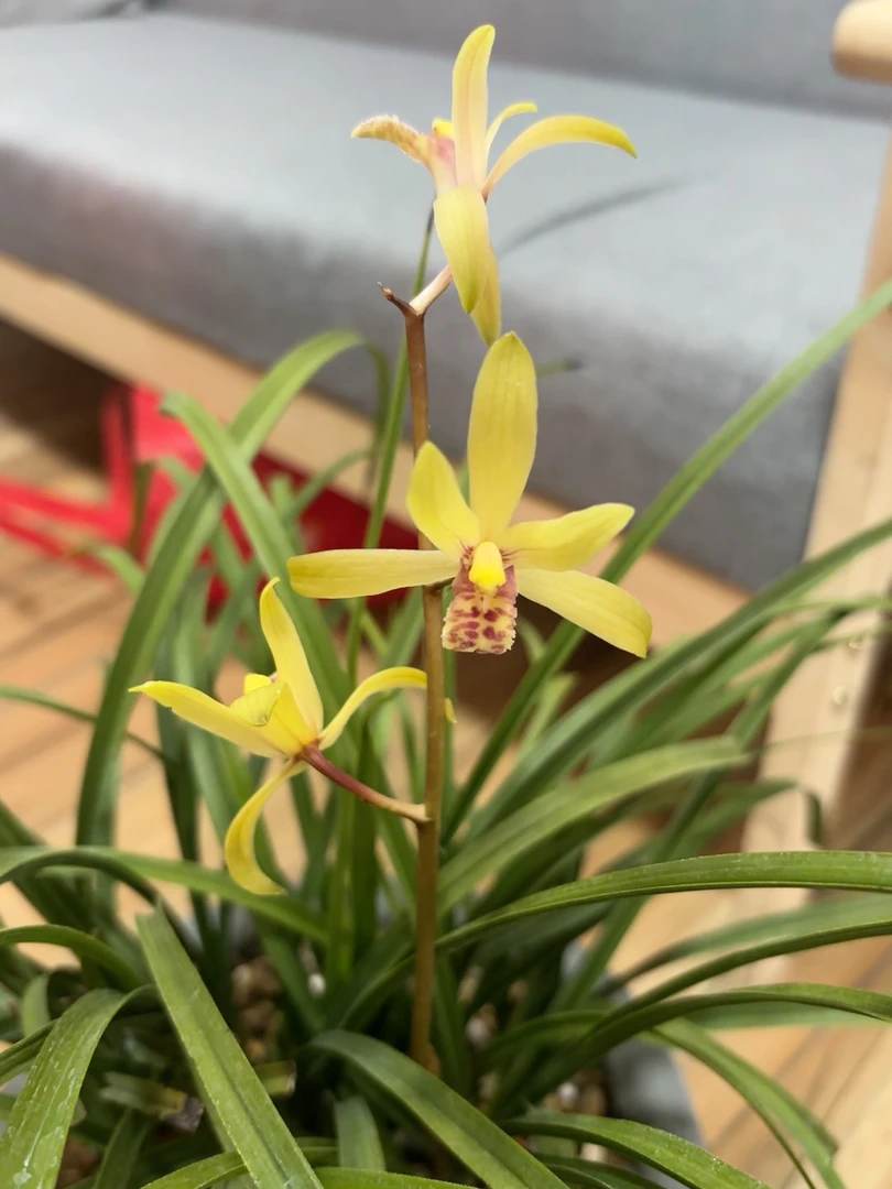 惠兰花苞 百米包邮 直播专用