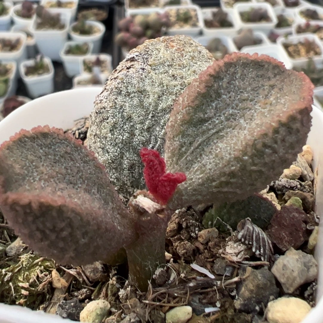 实生新品多肉植物水泡多肉植物