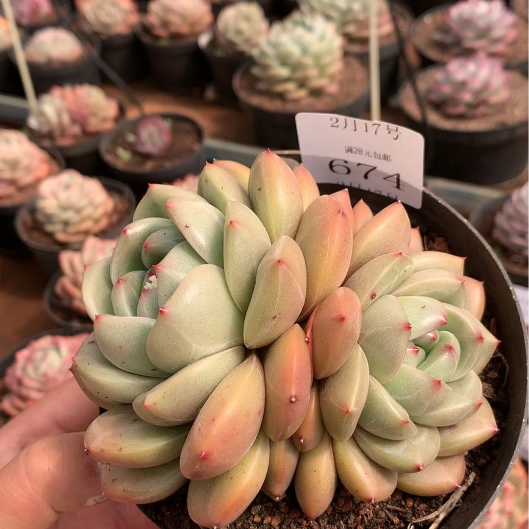 【闪购商品】云647号