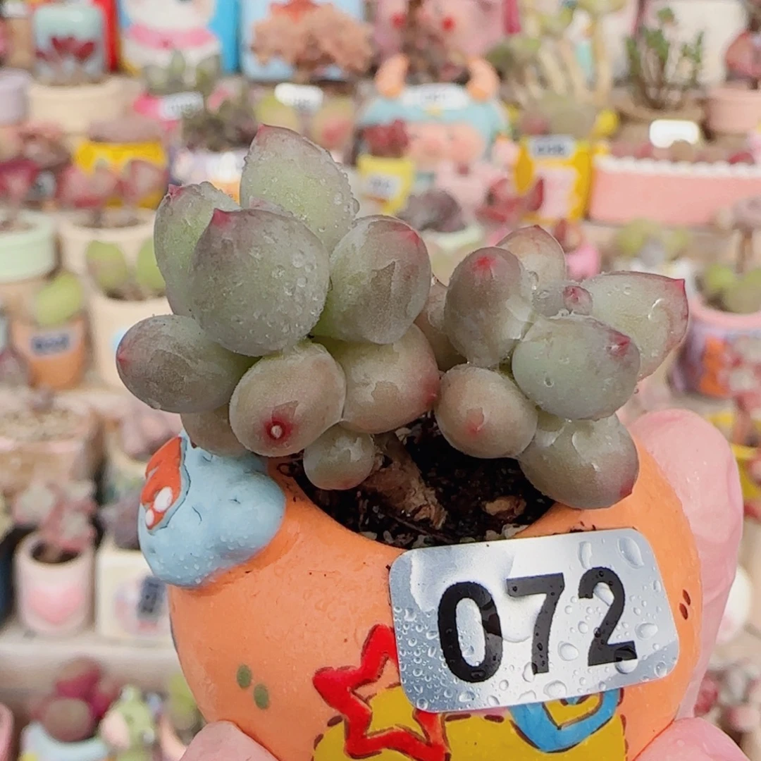 T苹果奶盆口2.5cm