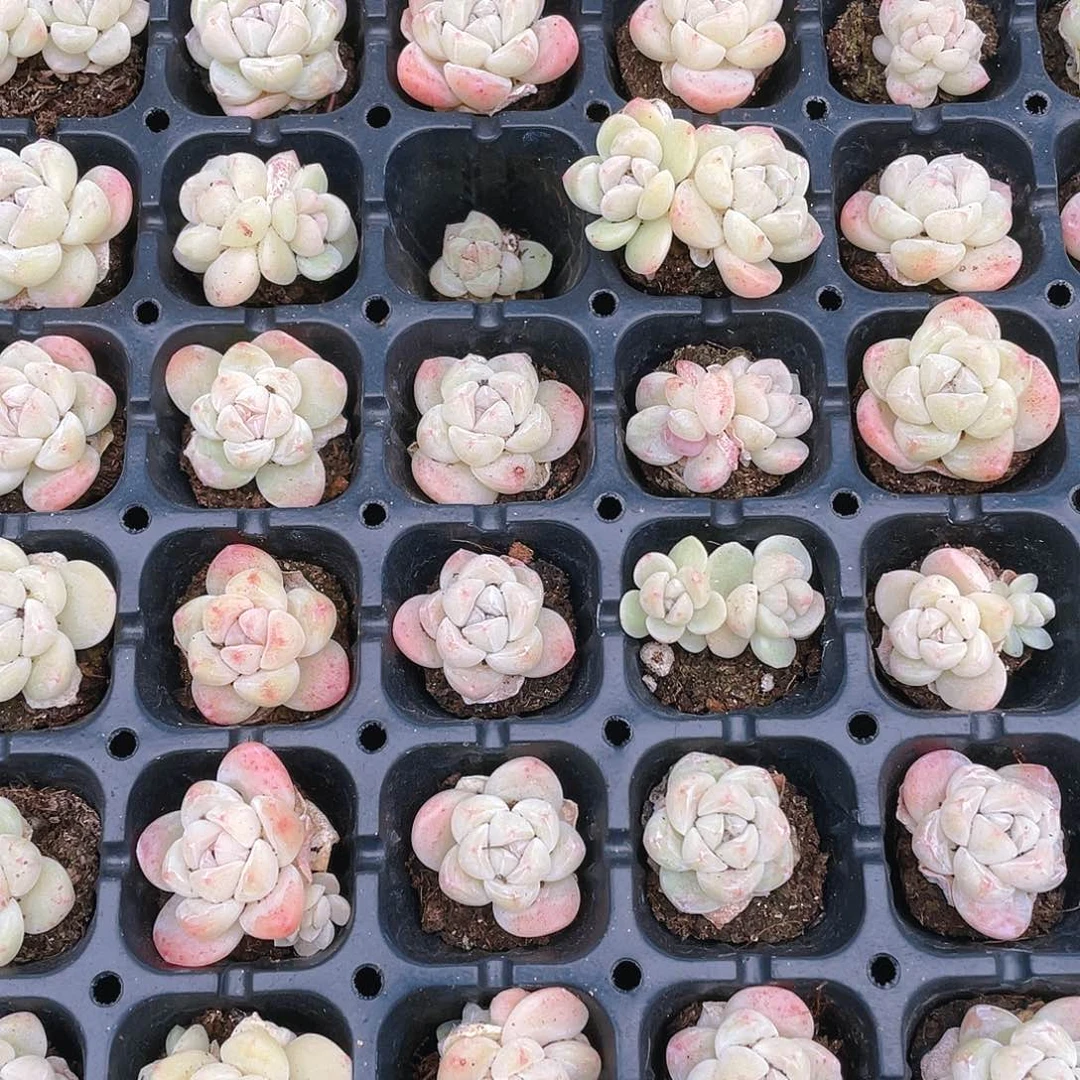 白体冰玉穴一个满25包邮