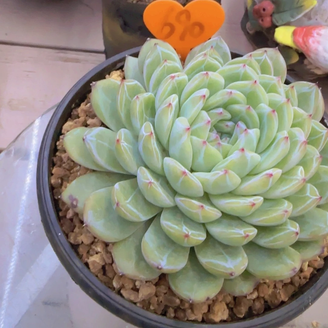 碳***杨690多肉一物一拍66666