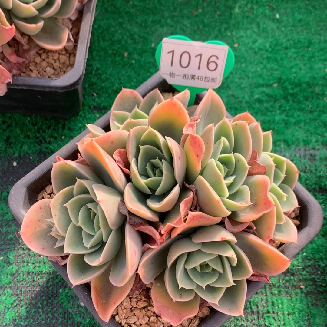 辛娜塔朵朵一物一拍1016