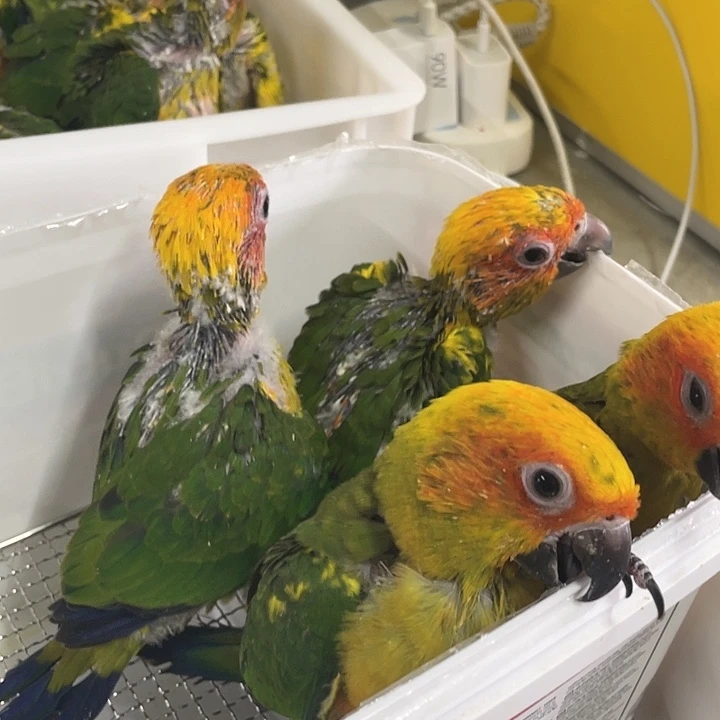 虎皮鹦鹉兆**＊半毛金