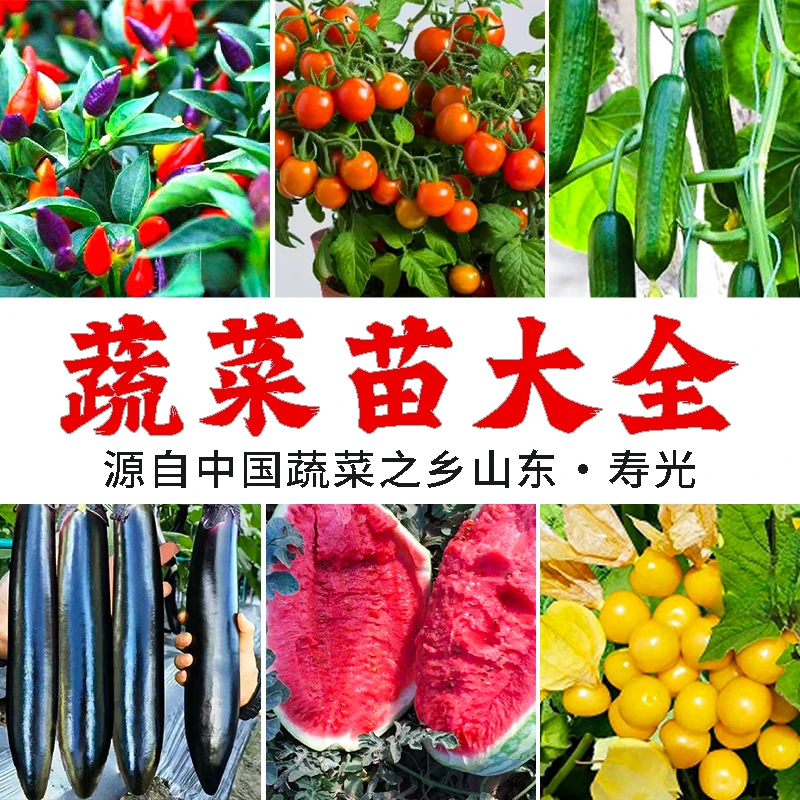 山东寿光蔬菜苗大全番茄辣椒茄子黄瓜西瓜南瓜甜瓜四季盆种植正宗