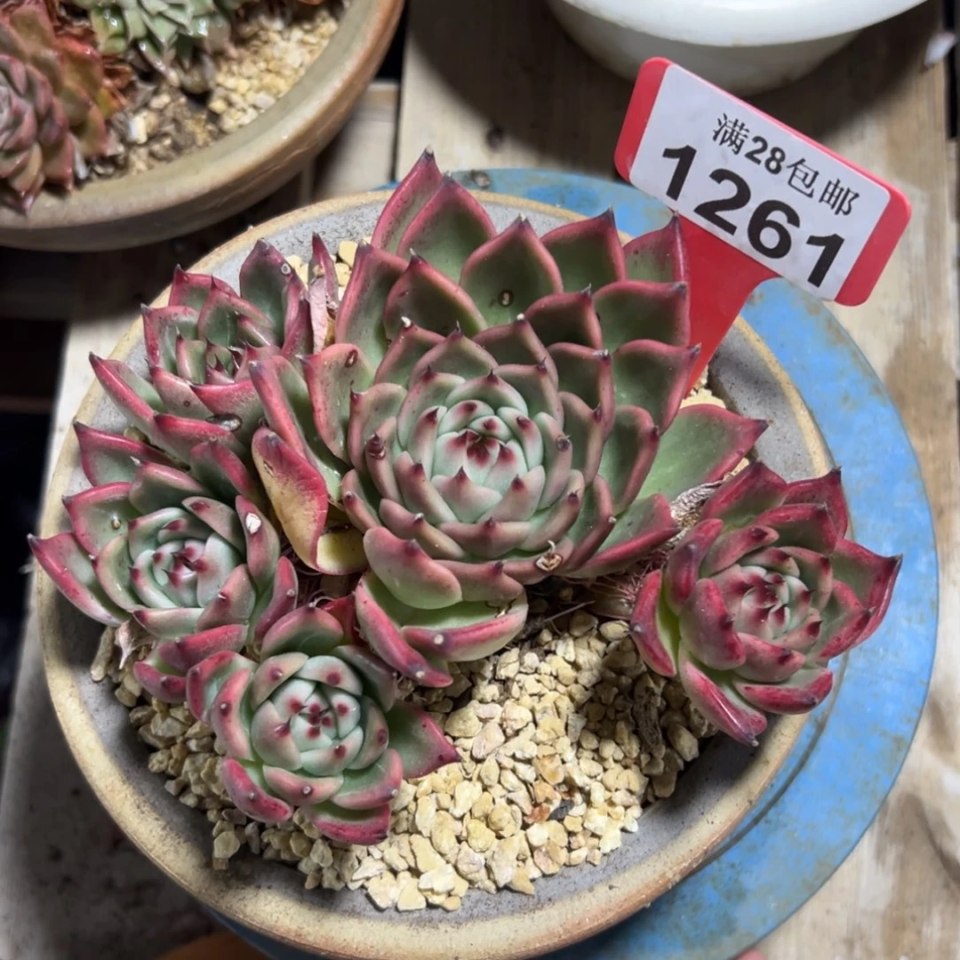 1261蓝龙，冠服16公分