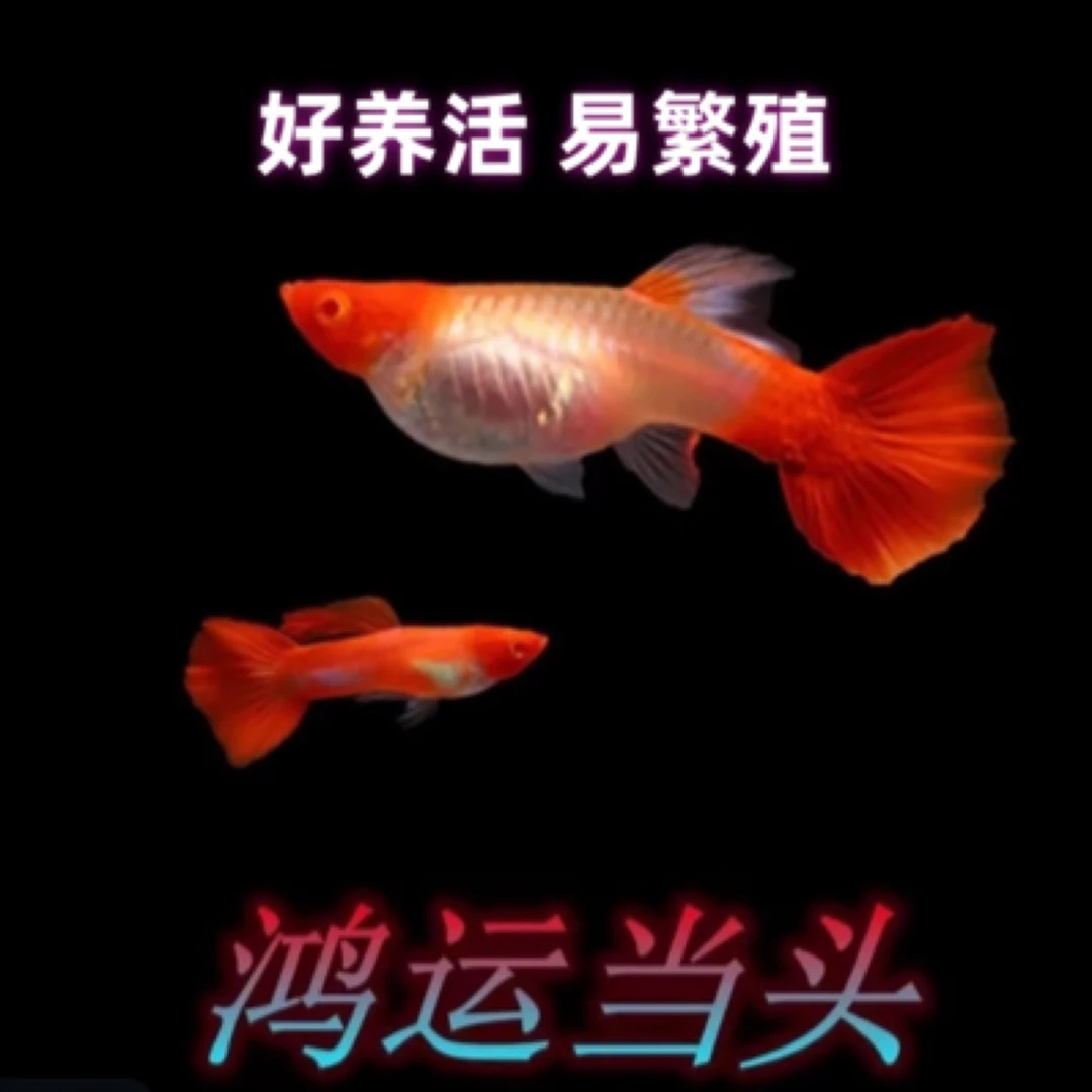 『孔雀鱼鸿运当头』凤尾耐养好养纯种易繁殖观赏鱼苗小鱼易活淡水