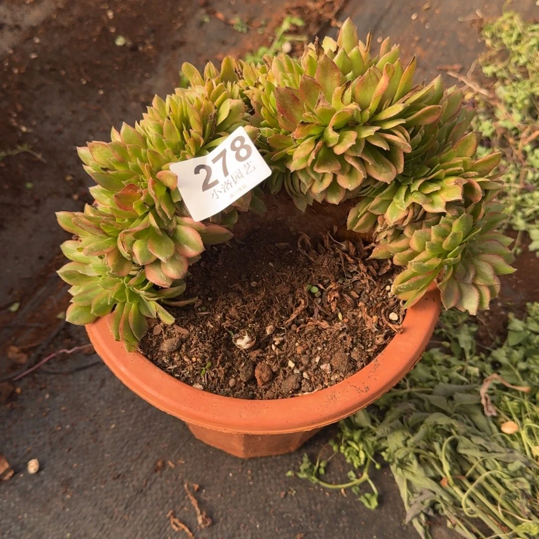 278万圣节缀化多肉植物满28包邮