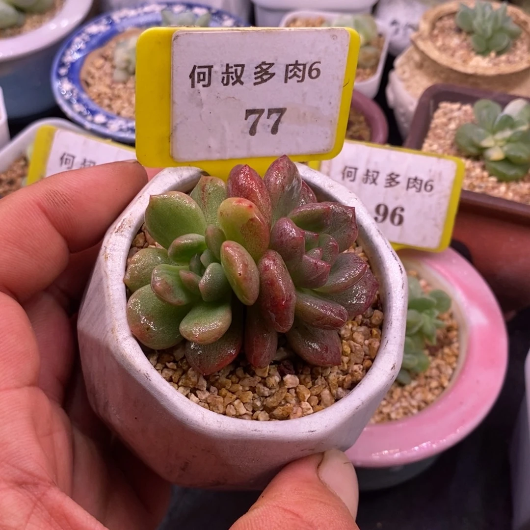 677星星橙子鸳鸯拉丝锦……