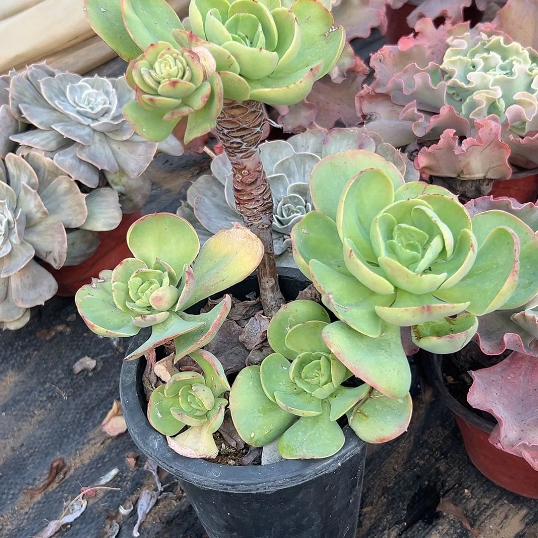 多肉植物鸡蛋碧桃