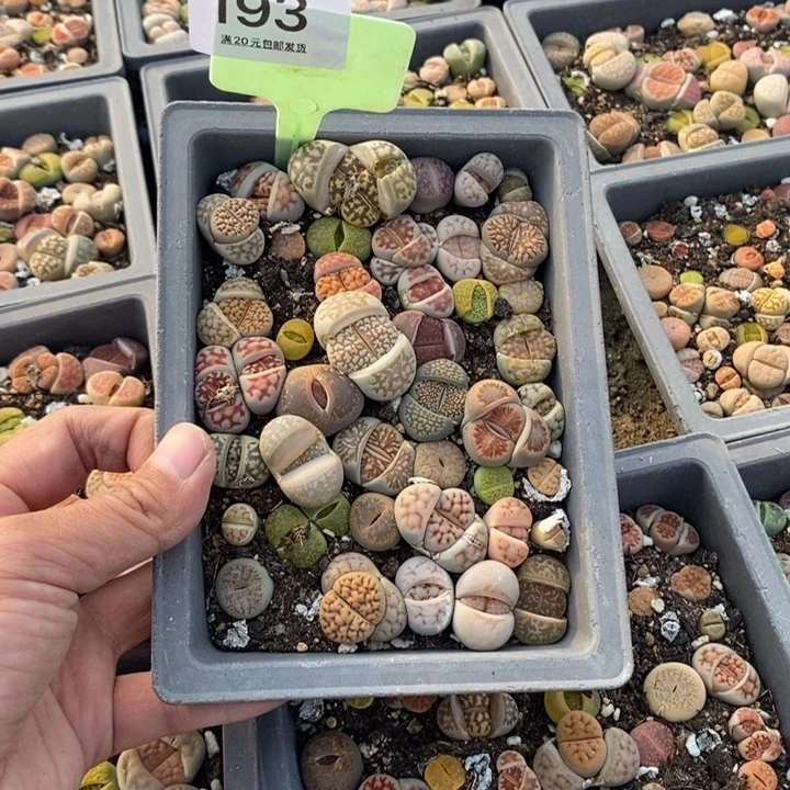 Y****此，193生石花小苗