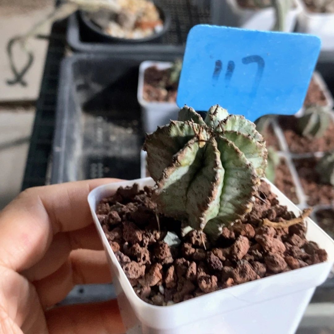 白肌魁伟玉多肉植物