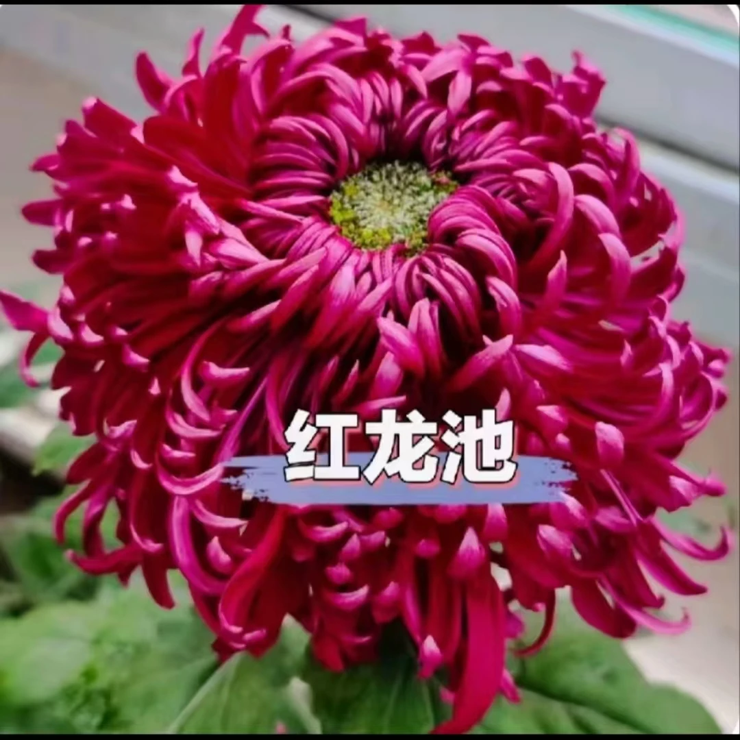 【红龙池】大花九月菊 土球发货 盆栽地栽阳台均可种植