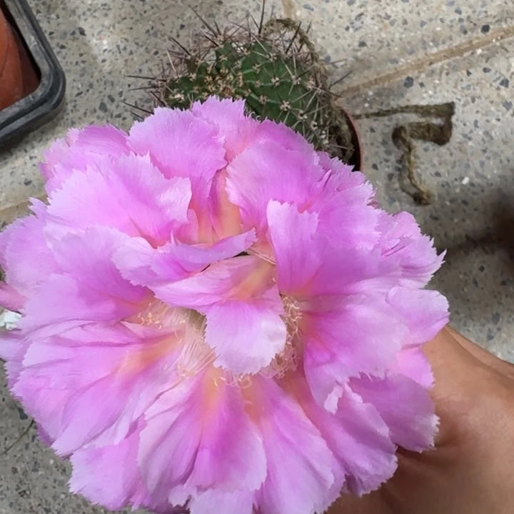 258彩草根掰花脱土发货斑软