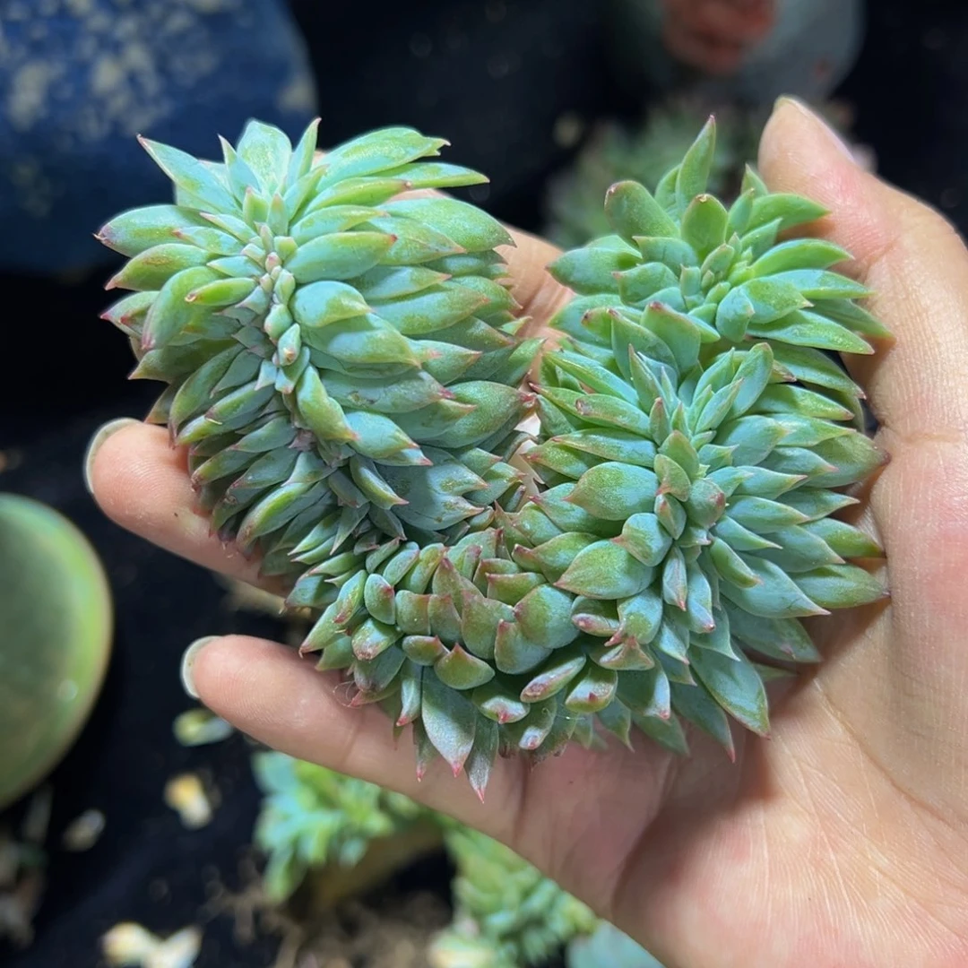 天天开心水蜜桃微瑕冰魄缀