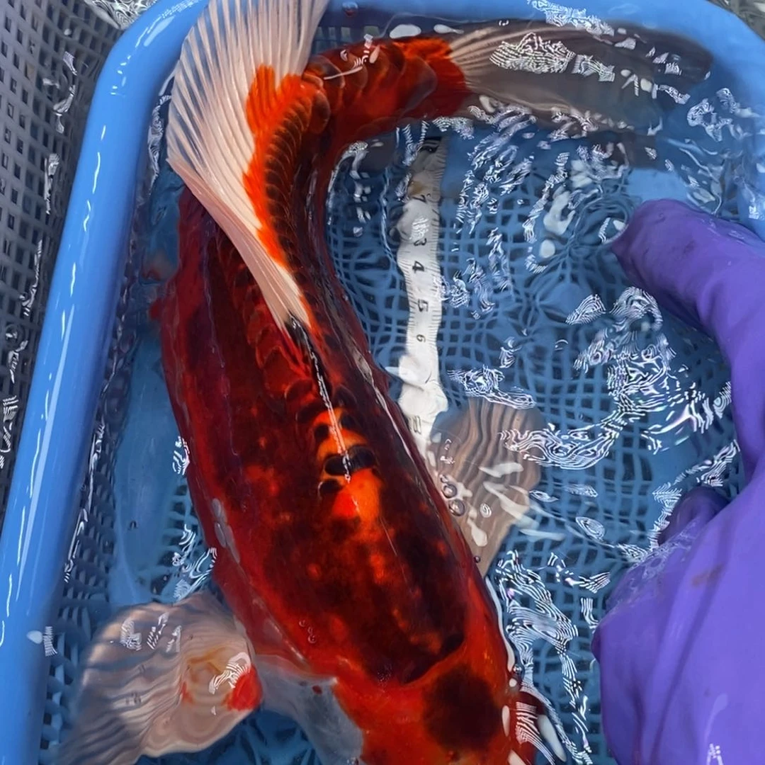 锦鲤冷水锦鲤包邮