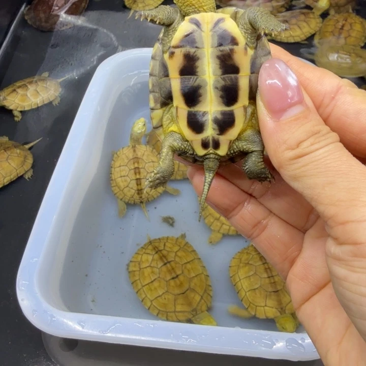 行****宠物龟公母搭配背甲5.1