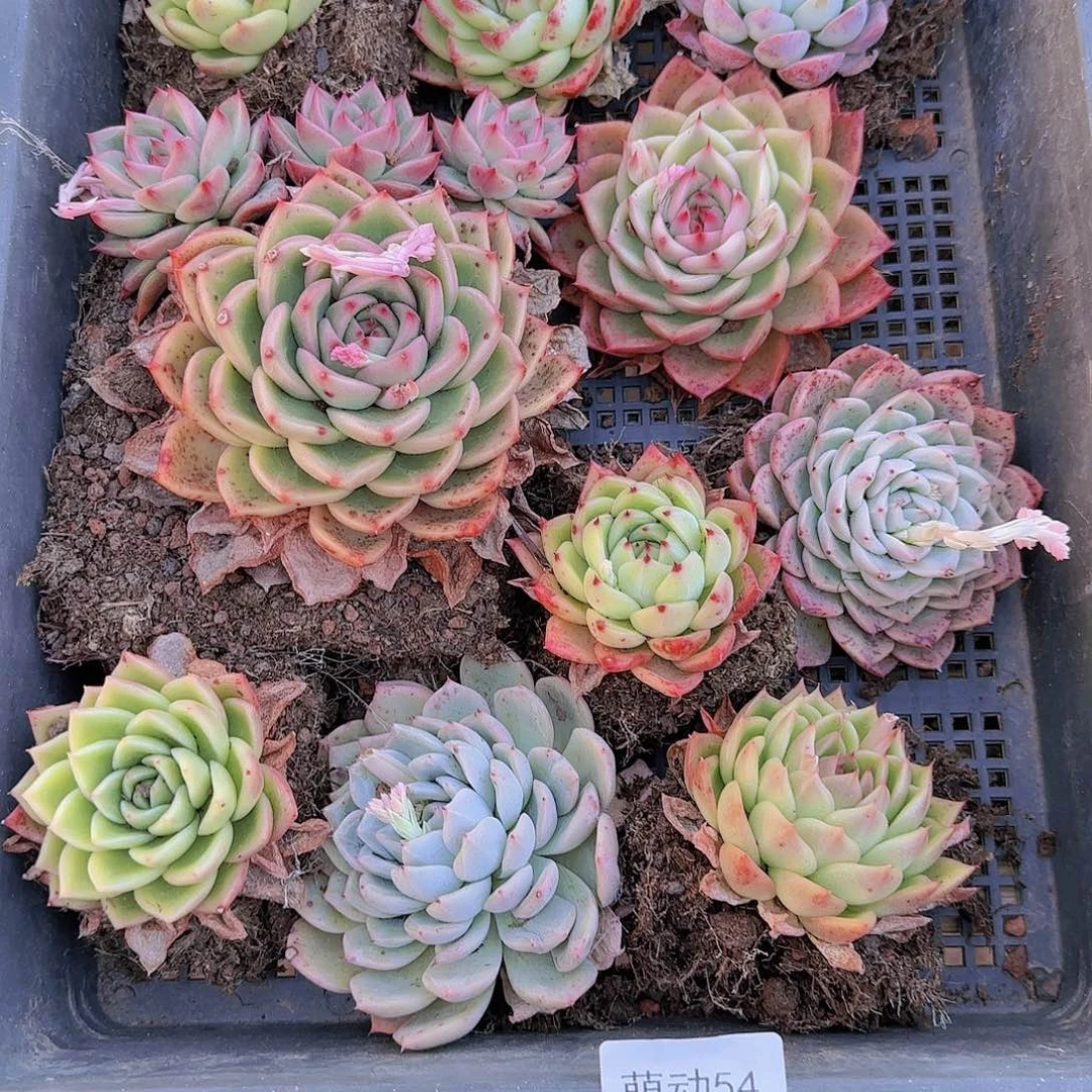 直播一物一拍多肉54