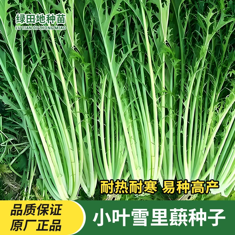小叶雪里蕻种子雪里红种子四季细叶粗叶农家高产咸菜家庭蔬菜种子